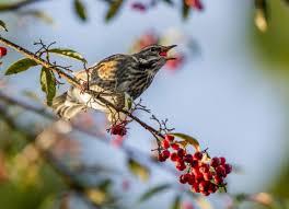 Nous sélectionnons les plus beaux plants nos équipes choisissent avec soin les plants pour vous expédier des végétaux de. 21 Arbres Et Arbustes Qui Attirent Les Oiseaux Dans Le Jardin