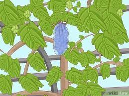 If it hasn't already been pruned by the nursery cut it down to growing grapes is a real feather in your cap. How To Protect Grapes From Insects 9 Steps With Pictures