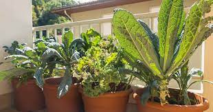 Some varieties of kale grow to a height of 2 to 3 feet and measure 2 feet in diameter. How To Grow Kale In Containers Gardener S Path