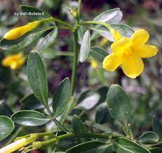 Fiori bisessuali, alternati ad altri unisessuali, colore giallo verdognolo, riuniti in grappoli allungati penduli; Arbusti E Piccoli Alberi Gruppi Di Cammino Di Bollate