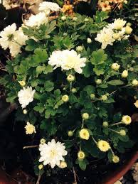 Pin On Mygardenanswers