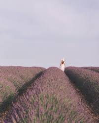 The First Time We Came To Valensole We Were Late As They Were All Harvested The Week Before This Time Around We Thoug Places To Go Travel Images Nature Travel