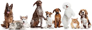 Get real pet transport cost with uship. Emirates Skycargo
