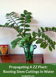 Propagating A Zz Plant Rooting Stem Cuttings In Water Plants Propagating Plants Water Plants