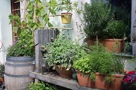 Kräuter im heimischen garten oder auf dem balkon werden zunehmend beliebter. Der Krautergarten In Jedem Garten Sollten Die Liebsten Krauter Vorhanden Sein Sei Es Wegen Ihrer Aromatischen Blatter Ihrer Duftenden Bluten Oder Der Weiterverarbeitung In Der Eigenen Kuche Native Plants