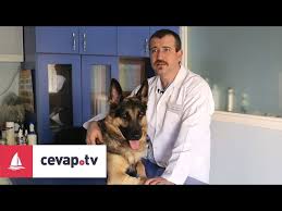 Kopeklerde Kisirlastirma Davranislari Etkiler Mi Youtube
