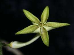 Image result for Ceropegia cimiciodora