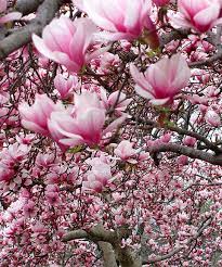 Live Magnolia Ann Perfect Plants Magnolia Trees Plants