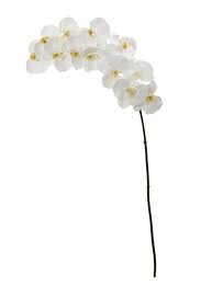 Fake potted orchid has three stems, one stem has 5 flowers, one stem has 4 flowers and another stem has 3 flowers. Bay Isle Home Phalaenopsis Artificial Orchid Stem Wayfair