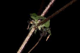 Image result for Droguetia iners