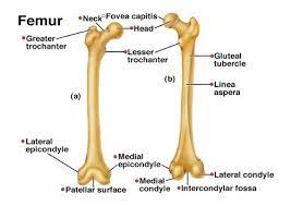 Femur Saved Cuz This Is The Only Pic That Clearly Shows Condyles And Epicondyles Labelled Corpo Humano Ossos Da Perna Ossos Do Corpo Humano