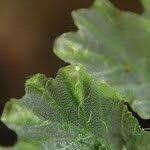 Image result for Trichomanes crispiforme