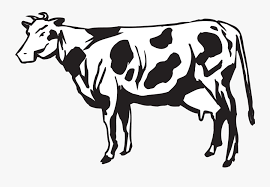 Sketsa gambar kupu kupu gambar mania sumber : Cow Livestock Cattle Gambar Sapi Perah Hitam Putih Free Transparent Clipart Clipartkey