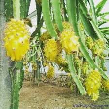 Daun tanaman lada berbentuk bulat telur, tetapi ujungnya meruncing. 10 Khasiat Buah Naga Kuning Balipuspanews Com