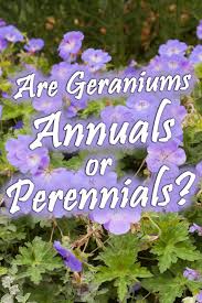 Weeding on the wild side: Are Geraniums Annuals Or Perennials The Answer Will Surprise You Garden Tabs