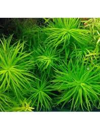 Image result for Syngonanthus angolensis