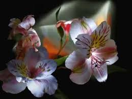 Si Las Flores Pudieran Hablar Nelson Ned Flowers For You Flowers Rare Flowers