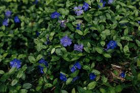 Image result for Vinca minor