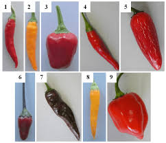 Image result for Capsicum annuum