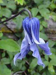I ask because i've been having problems with mine this year. Clematis Season Clematis Planting Flowers Rare Flowers