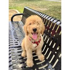 Pin On Goldendoodle Puppies For Sale