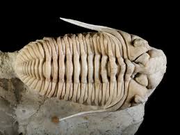 Image result for Chasmopodium