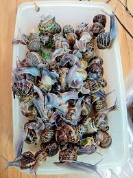 Los caracoles son considerados un manjar, aunque para otros resulten poco apetecibles. Como Recolectar Purgar Y Cocinar Caracoles