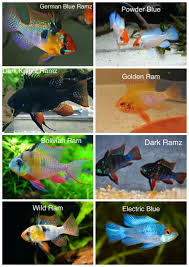 Pin By Dennisfors On From Fry Fish Farm Www Fromfryfishfarm Co Uk Fresh Water Fish Tank Tropical Fish Aquarium Aquarium Fish Tank