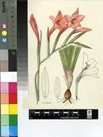 Image result for Gladiolus hollandii