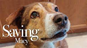 Did you scroll all this way to get facts about holistic pet? The Holistic Pet Nutrition Center Missoula Mt Facebook