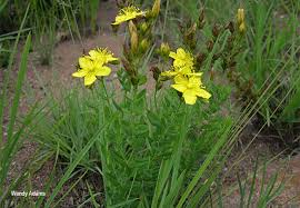 Image result for Hypericum aethiopicum