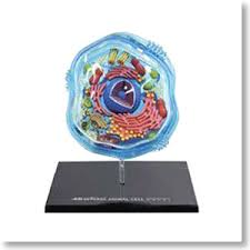 Maybe you would like to learn more about one of these? Animal Cell Anatomy Model Plastic Model Hobbysearch Military Model Store