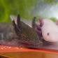Feed Baby Axolotls & Plant a Terrarium or Teacup Succulents
