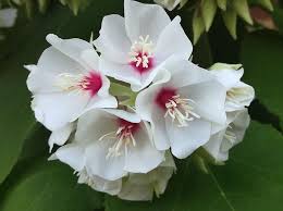 Image result for Dombeya burgessiae