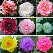 How To Care For Camellias Camellia Japonica Lots Of Gorgeous Pictures Flower Seeds Camellia Plant Flowers Perennials