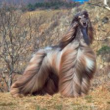The afghan hound is covered with thick & very fine long hair and comes in black, cream, red colors. 10 Long Haired Dog Breeds Bechewy