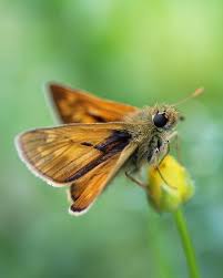 Image result for Ochlodes sylvanus