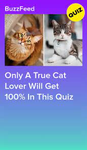 Only A True Cat Lover Will Get 100 In This Quiz Cats That Dont Shed Cat Lovers Cats