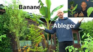 Bananenpflanze Pflege Uberwinterung Vermehrung Banane In Deutschland Und Osterreich Anbauen Youtube Bananenpflanze Bananenpflanze Pflege Pflanzen