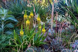 Image result for Bulbine favosa