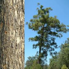 Image result for Eucalyptus cloeziana