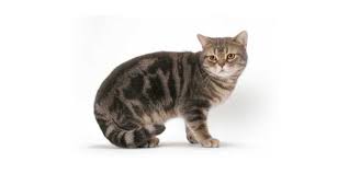 Kucing american shorthair adalah salah satu ras kucing dari amerika utara yang masih merupakan keturunann dari ras european shorthair dan british shorthair. Kucing 101 Berbulu Halus 5 Fakta Kucing American Shorthair