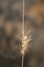 Image result for Cenchrus ciliaris