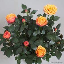 Like other types of roses you would take care of, each variety of miniature rose has different characteristics, with plant size ranging between 6 inches and 4 feet or more and plant shapes … Firebird Kordana Pot Size 10 5 Cm Pot Size Kordana Pot Roses Distributors English