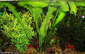 Image result for Ottelia ulvifolia