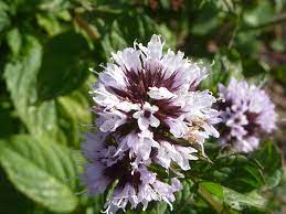 We did not find results for: Does Mint Die After It Flowers