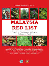 Image result for Allophylus pseudopaniculatus