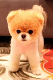 Teddy bear is a designer dog breed resulted from the cross between maltese and shih tzu. Pin On Teddy Bear Rigby