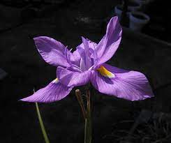 With its royal symbolism, shades of purple are these flowers blossom in shades between magenta and violet with tall clustered blooms. Favorite Purple Flowered Bulbs Pacific Bulb Society