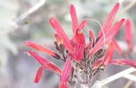 Along with texas and california. Desert Plants Arizona State Parks